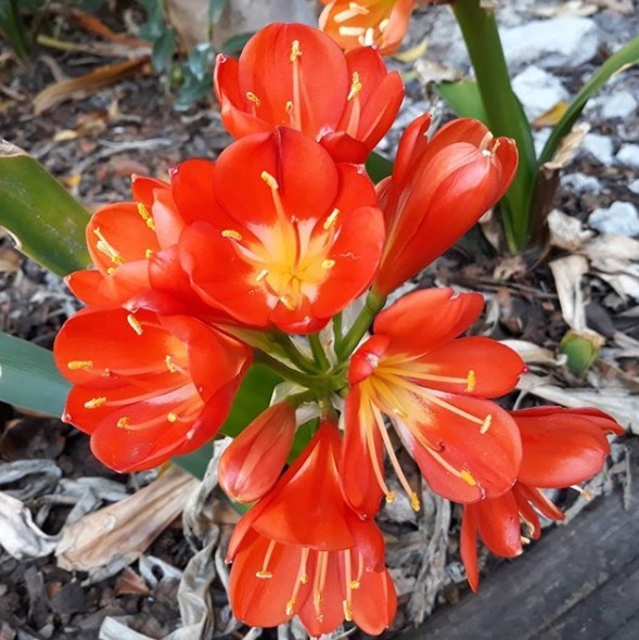 养君子兰，花盆里埋上两种东西，不花钱肥效好，花开艳丽