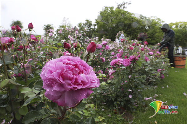公园|日本公园鲜花五颜六色 玫瑰花盛开美如画