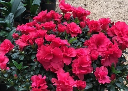 叶片|3种花“不喜光”,就爱待“厕所”,一年四季叶片亮,盆盆花儿旺