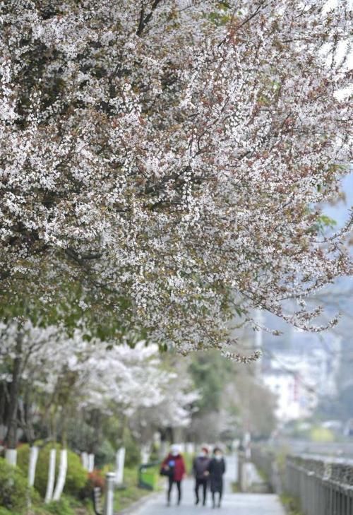 花开醉人