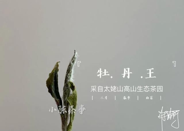 曲解|白牡丹剥了针,就成了寿眉?是谁还在不断曲解白茶?