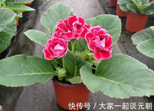 茉莉花|室内盆栽这3样花,空气香喷喷,还不用担心冷热气候造成伤亡