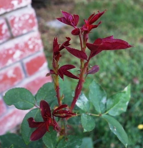  月季花|月季开完花就僵苗、生病是为什么？月季花后护理，给玫瑰做个月子