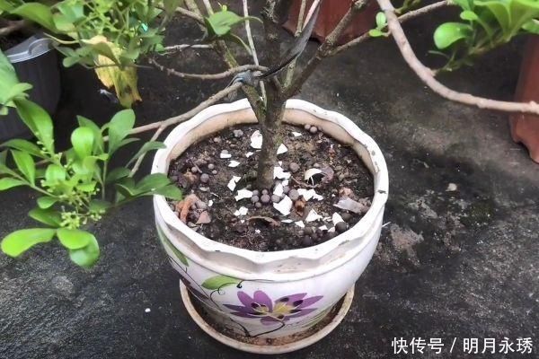 妙用|扔鸡蛋壳等于在扔钱,留在家里特别“值钱”,作用花钱都买不到