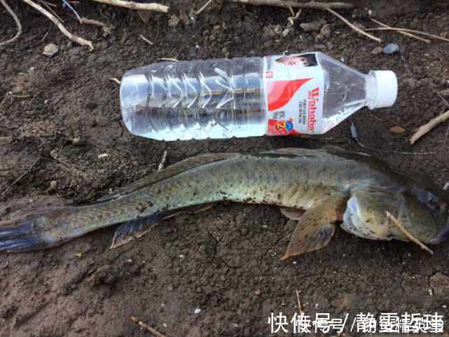 海鲶鱼|有日子没来菜市场了,发现有鲜活的猪尾鱼,16元一斤