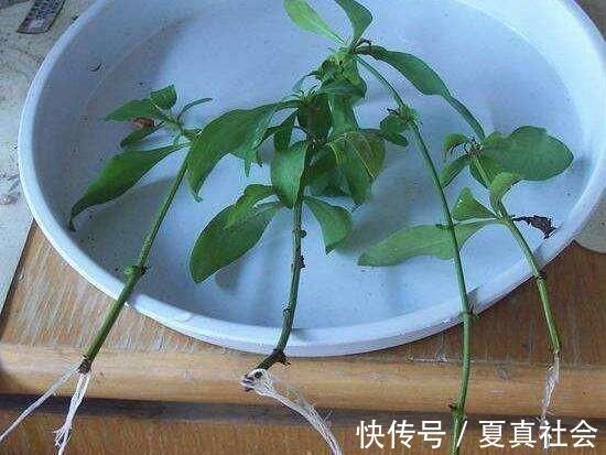 金边吊兰|大暑过后，“3种花”扦插正合适，剪个枝扔盆里，大白根呼呼长