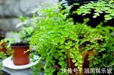 水桶|养此5种花，夏季就像“水桶”，浇水越多、长得越旺