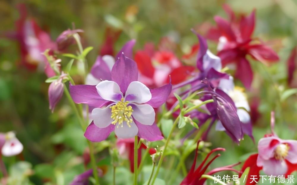 猫爪花养护技巧！做好这3点，花就开得多