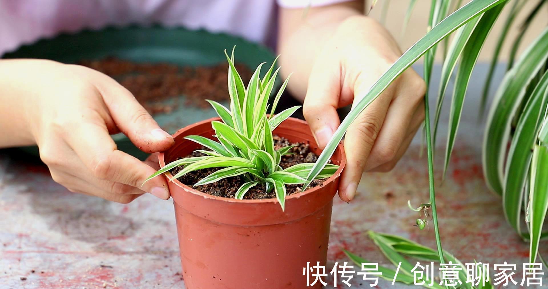 生根|9月“扦插”这些花，成活率高，长得快