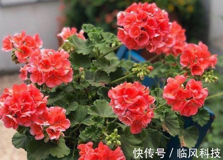 几种花养家里,开花漂亮寓意好,一开就是300天,美爆家园拦不住