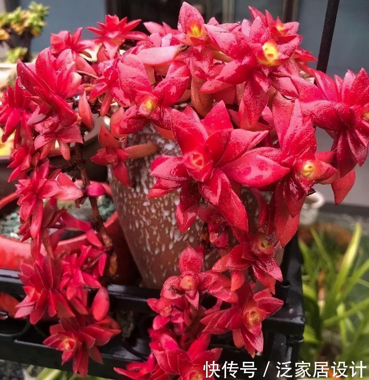 多肉|红色系多肉中经典品种火祭，挂起来养成垂吊桩，出了状态人见人夸