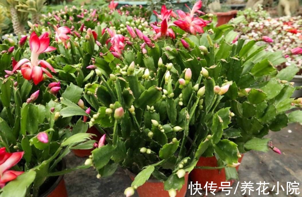 凉爽|9月天气凉爽，3种花再修剪一次，会开花更多