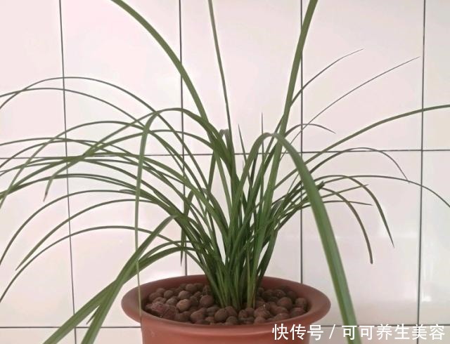 这种“天然钾肥”,用来养兰花,根系壮,叶芽多!