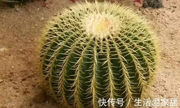 小球|夏季养活仙人球，避开这“3点”，安全度夏没有危险