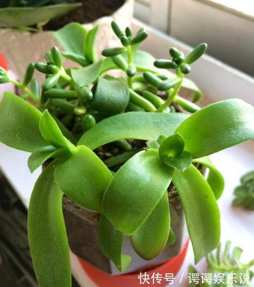 4种漂亮多肉,就适合贱养,不然容易徒长,影响美观