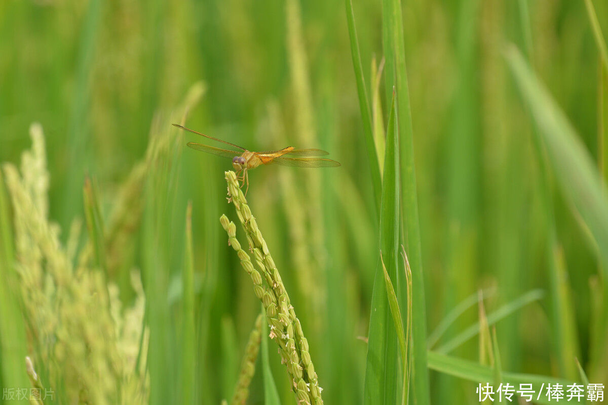节气|大暑临近，农村俗语“大暑热不透，大热在秋后”，今年秋后热不热