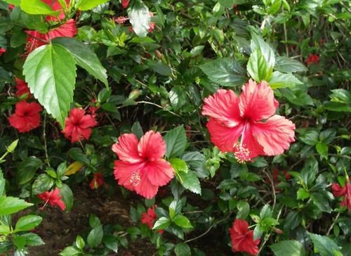 门前养花，选这“4款”就该“贱养”，少管点枝叶旺、开花勤