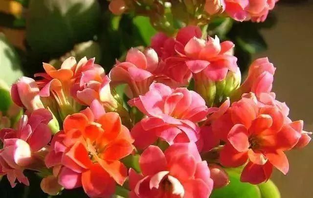 最适合家人养的四种花,健康长寿又养心!