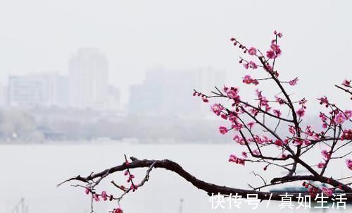 诗人$他诗红人不红,一首经典咏梅诗,写尽孤独,结尾为名句,流传千古