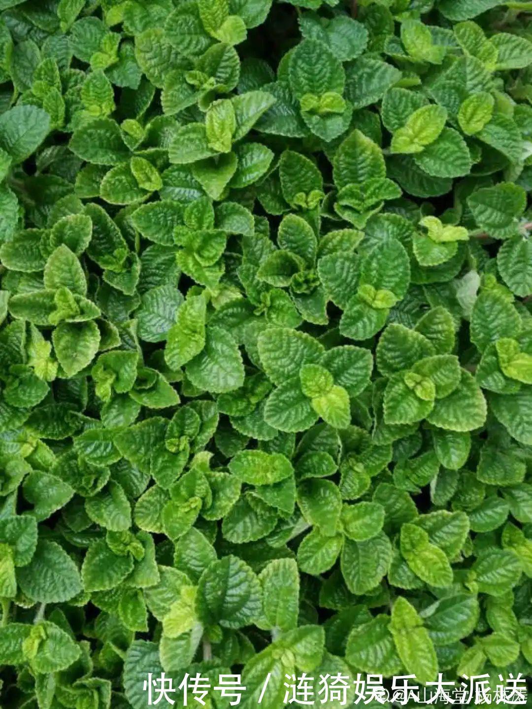 猪笼草|7种花插土里,立马长满院子,蚊虫不敢靠近!