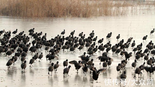 马踏湖|马踏湖生态保护区：湖水湖鱼生态湖泊 芦苇荷花鸟的天堂