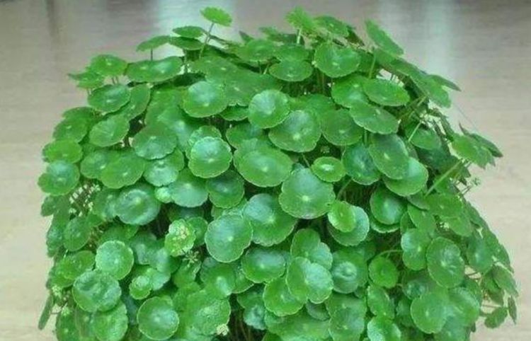想要”铜钱草“叶片又厚、又大,做好关键2点,呼呼长,挤满盆