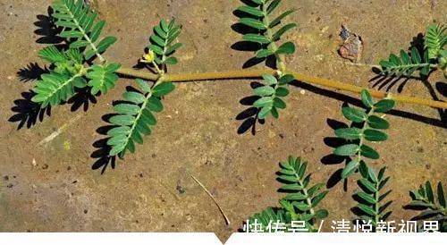 禾本科|小时候常见却叫不出名字的植物,太全了