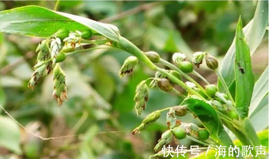窗帘|小时候，它是做门帘、手链的材料，它叫“草珠子”，你还记得吗？