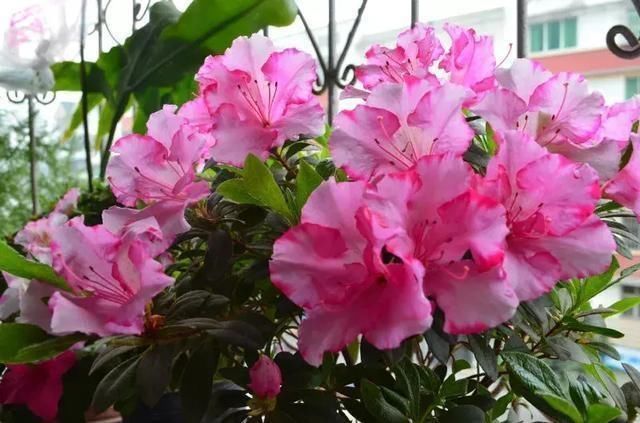 5种花叫做“度夏难”,到了夏天就黄叶干枯,花友年年养年年买