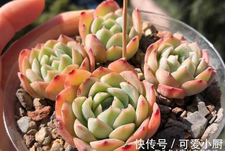 喜欢自己动手的肉友看过来,7种多肉自制花盆,你都玩过哪几种?