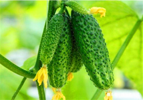 食物|女性要美容,离不开4种食物,养护血管,清理垃圾,美白皮肤