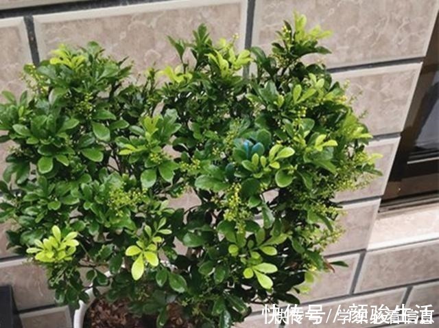 米兰花|不会养米兰花教你3招,让它快快爆盆,开花不断!