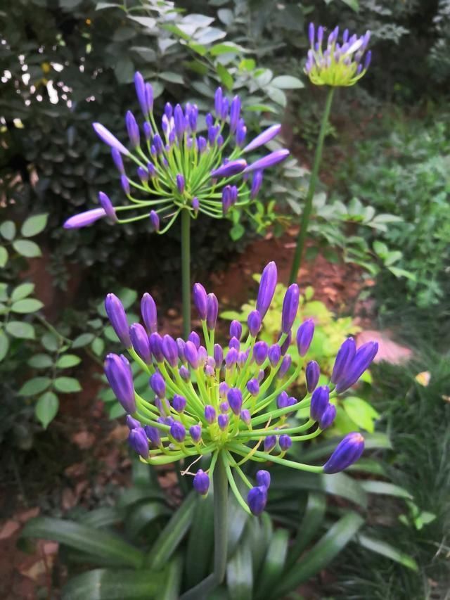 百子莲|这花被误认为“蓝色君子兰”,开花特漂亮,一根枝能开50朵花