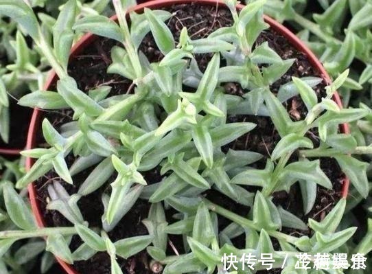 银波锦|办公室养多肉,盆栽这5款,不怕采光差、难看、一盆不剩!