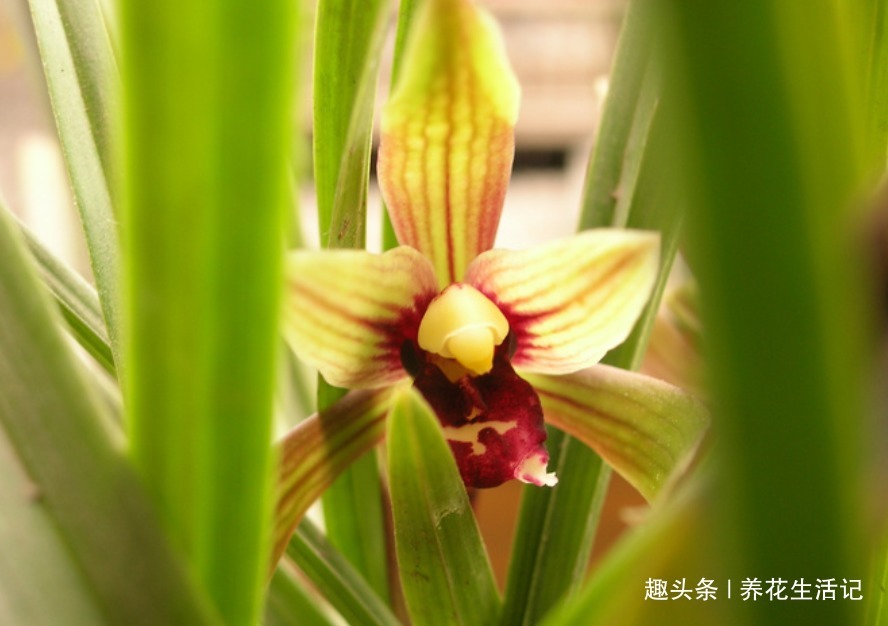 兰花叶子“萎靡不振”，用个“小方法”，叶子笔直挺立，操作简单