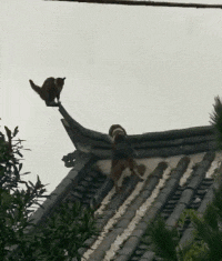 |搞笑GIF趣图:这车货太多了,我得先躺下歇一会儿