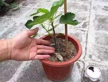 想要扦插无花果，此“4个技巧”让成活率翻倍，花友们都知道吗