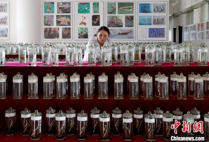 真菌|揭秘虫草的“物种多样性”:有虫有“草”,却非虫非草