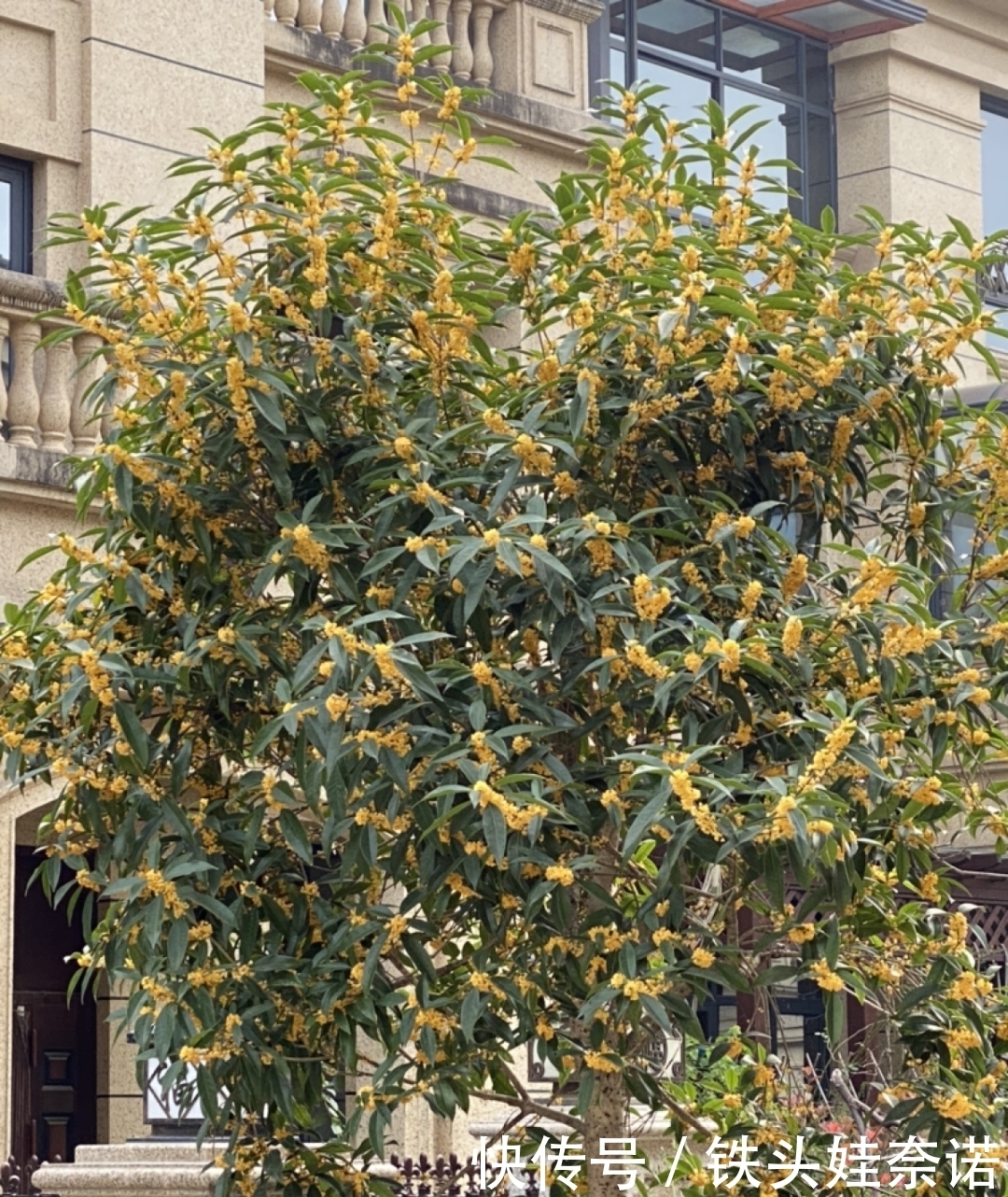 2021养盆镇宅花，当做守护神，好运进来，霉运离开！