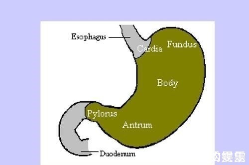 秋葵|养胃小技巧:坚持两事,少碰三白,常吃四绿,或会对胃有好处