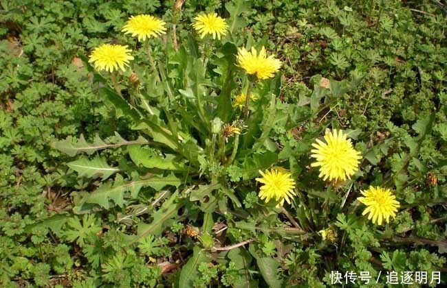 肝气|“解除肝毒”的千年古方5味药泡茶饮,肝气活了,情志也舒畅了