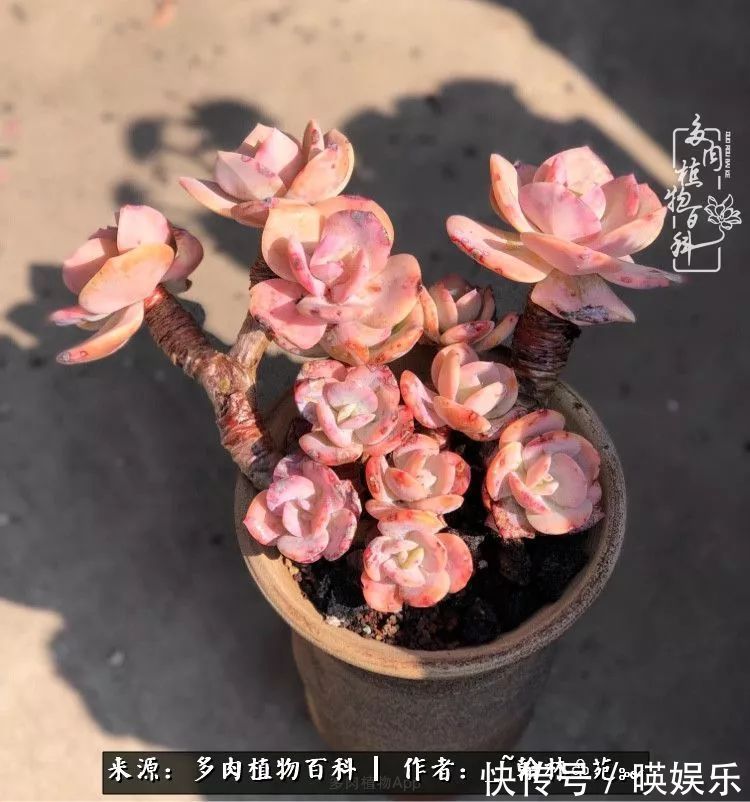 多肉花园梦青春正好,梦想趁早,别坐等自己变老!