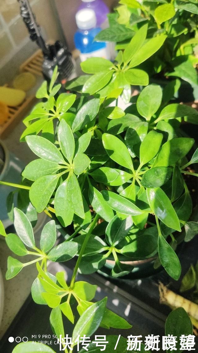 鸭掌木|文竹掐个枝,找个瓶子插水里,三天就冒小笋芽