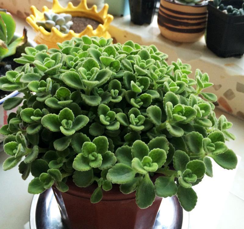 绿植|喜欢叶子有香味的花?5种芳香的绿植,比绿萝更好养更耐看