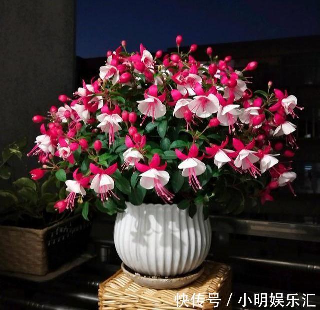 5种“金字花”,富贵招财有“好兆头”,当成年宵花,吉利又旺家