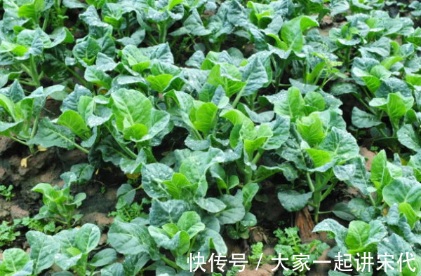 8种“高钙”蔬菜，菠菜不算啥，第一名钙是牛奶3倍，不要错过