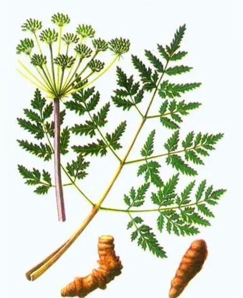 活血|通则不痛，痛则不通！一个治痛风的特效秘方，治周身上下关节剧痛