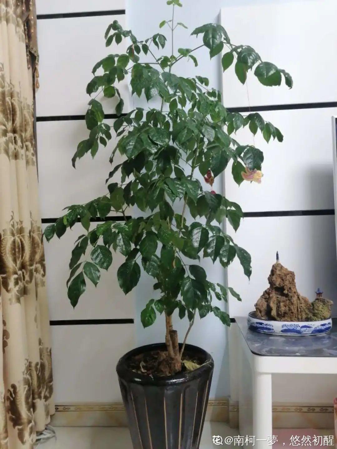 鸭掌木|15种大型绿植,净化空气除异味,摆客厅太气派!