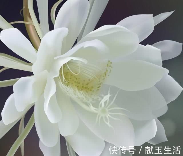 花朵|这几种花,养了就是赚到,花苞、果实、叶子都是好东西