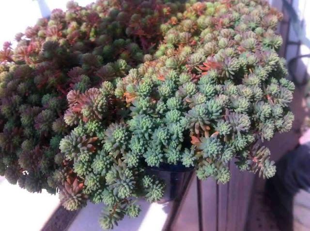 这种“杂草”被人当成多肉,叶片一簇簇,生命力强,可以养在家里